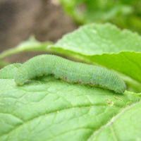 Chenille de la Pieride du chou